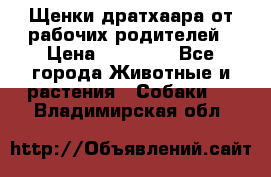 Щенки дратхаара от рабочих родителей › Цена ­ 22 000 - Все города Животные и растения » Собаки   . Владимирская обл.